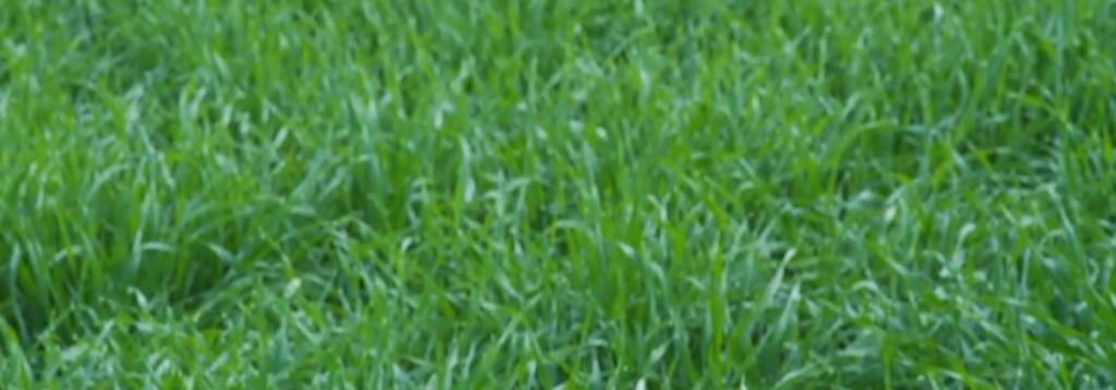 plantpills field of wheatgrass growing