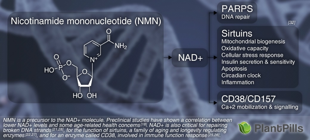 Nicotinamide Mononucleotide (NMN) Powder Function