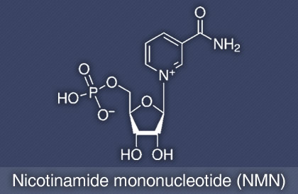 Nicotinamide Mononucleotide (NMN)