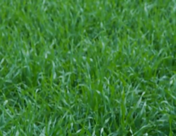 PlantPills Wheatgrass